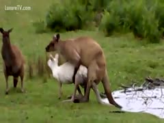 Brown and white kangaroos had a sweet sex